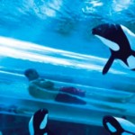 Seaworld Aquatica