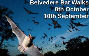 Belvedere House Bat Walks