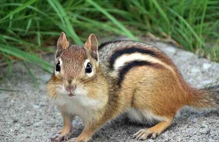 20 Cheeky Chipmunk Facts to Impress your Friends With