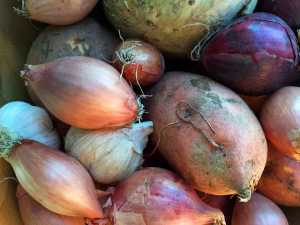 keeping fruit and vegetables fresh for longer