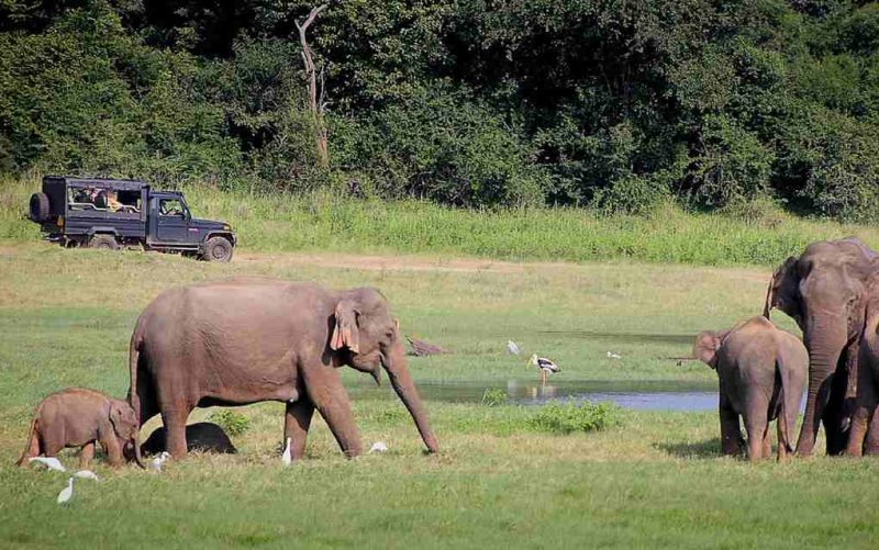 The Best FamilyFriendly Safari Holidays in South Africa