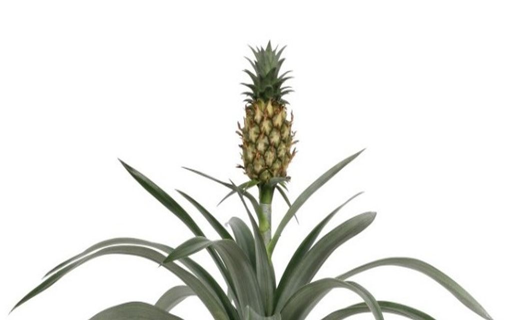 Got a Snorer in the House? Asda's New Pineapple Plant Might Help