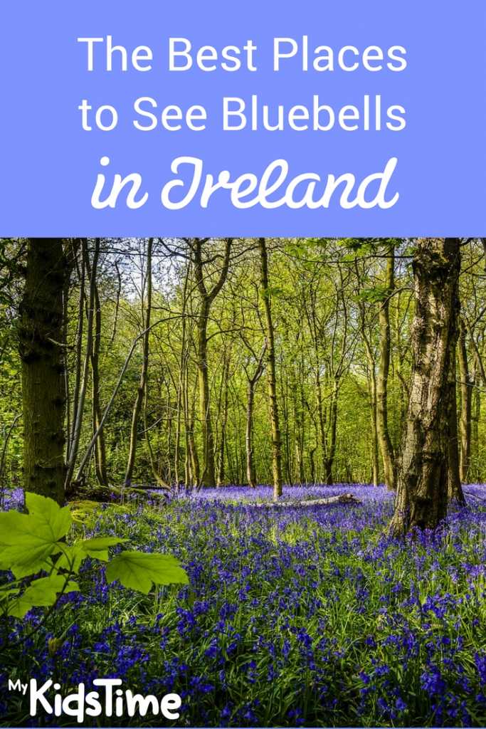 bluebells
