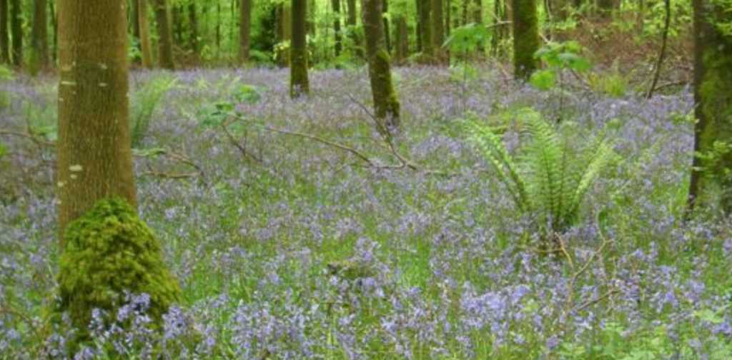 bluebell way moore abbey