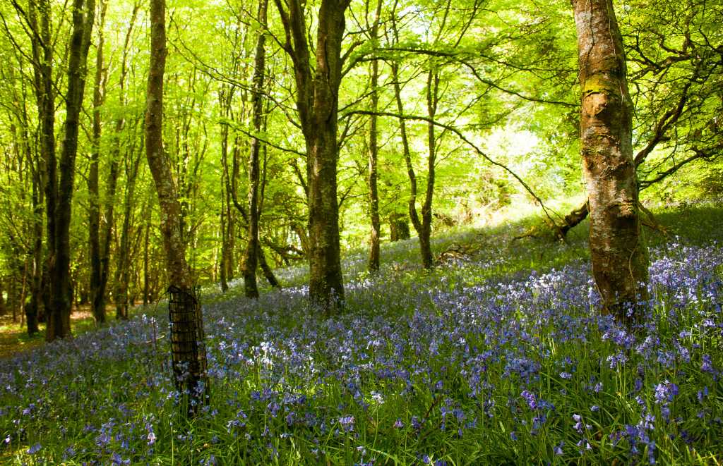 bluebells castle caldwell forest