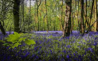 places to see bluebells in Ireland