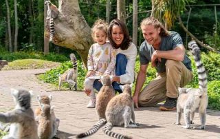 emerald park meeting lemurs