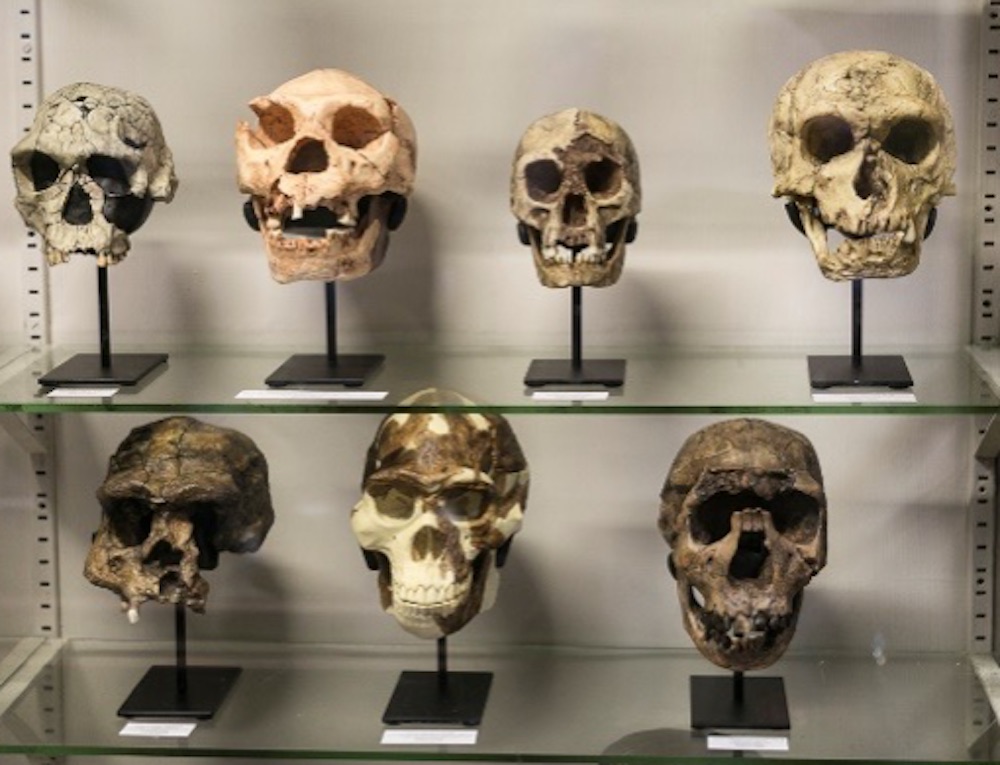NMI Natural History Museum What's for Dinner Skulls