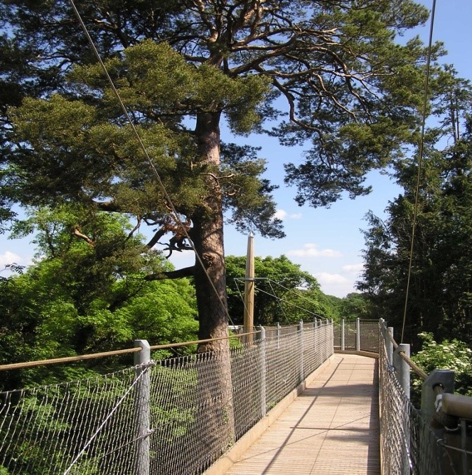 Lough Key Sunny Tree Canopy Walk family walks in Roscommon