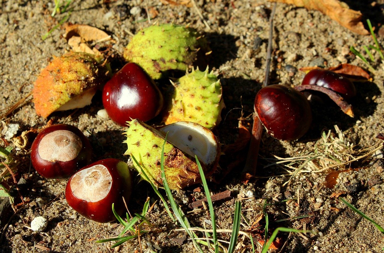 French Words For Horse Chestnut At Candis Langdon Blog