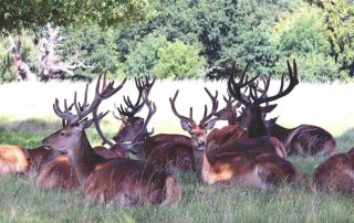 Places To See Santa’s Reindeer And Other Animals Around Ireland (Watch Out For Rudolf!)