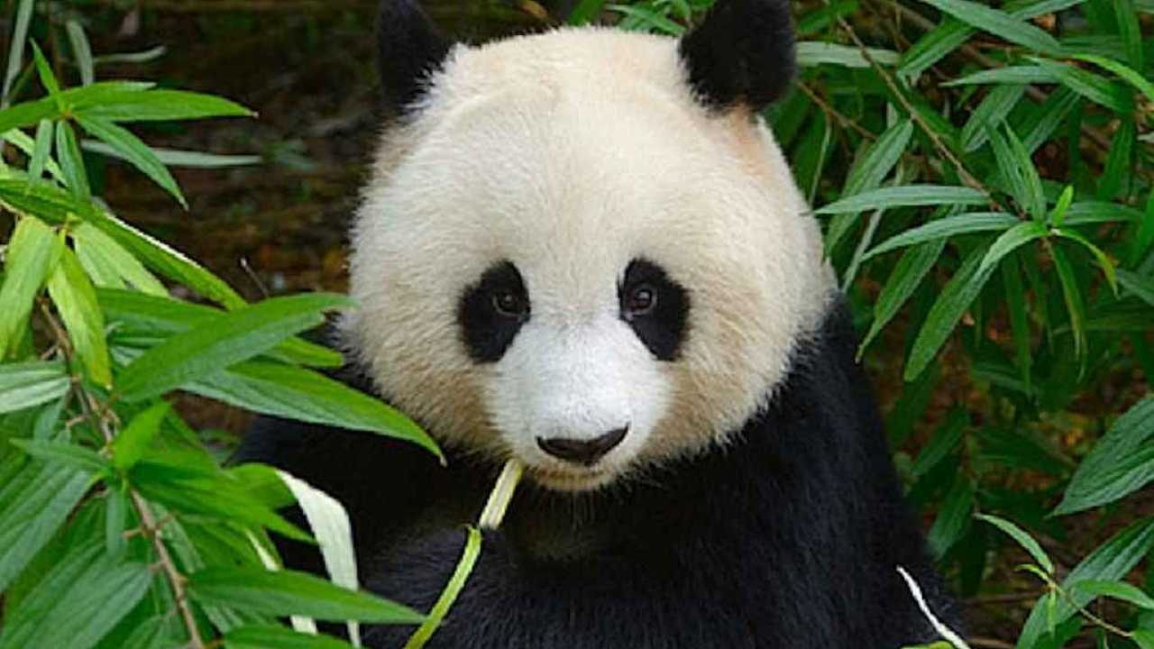 15 Fun Panda Facts for Kids to Discover and Learn