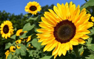 How to Grow Sunflowers - Mykidstime