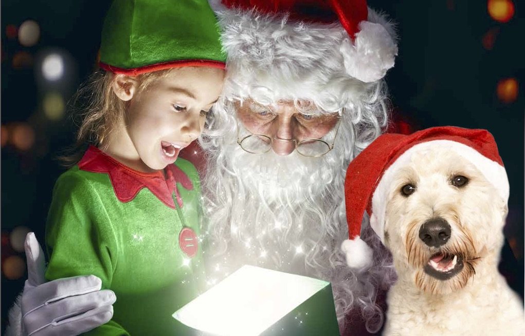 Irish Guide Dogs Santa visits