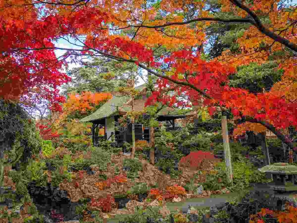 Don't Miss These Places to See Amazing Autumn Leaves Ireland