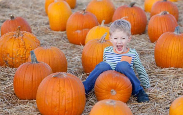 Places to go Pumpkin Picking in Ireland - Mykidstime
