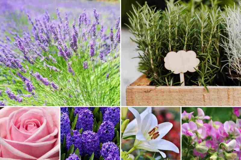 Touch, Taste, Smell...These Sensory Plants Will Transform Your Garden