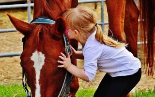 Places to see horses in Ireland (1)