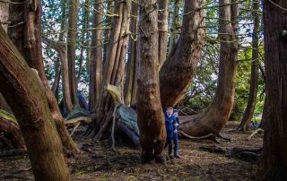Family Adventures at Lough Key Forest & Activity Park