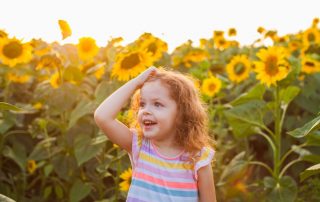 Sunflower fields in Ireland