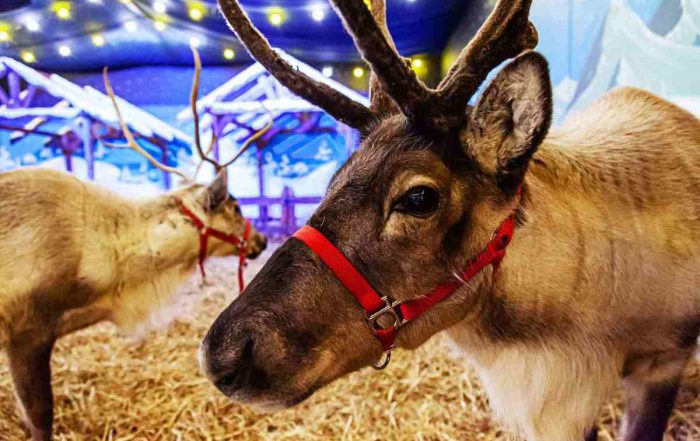 elftown reindeer