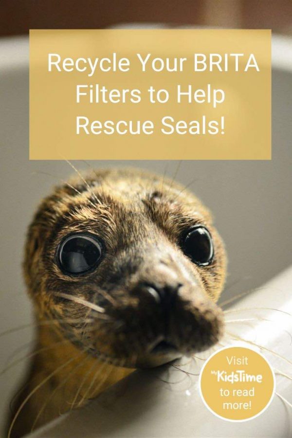 How to Recycle Your BRITA Filters and Help Rescue Seals!