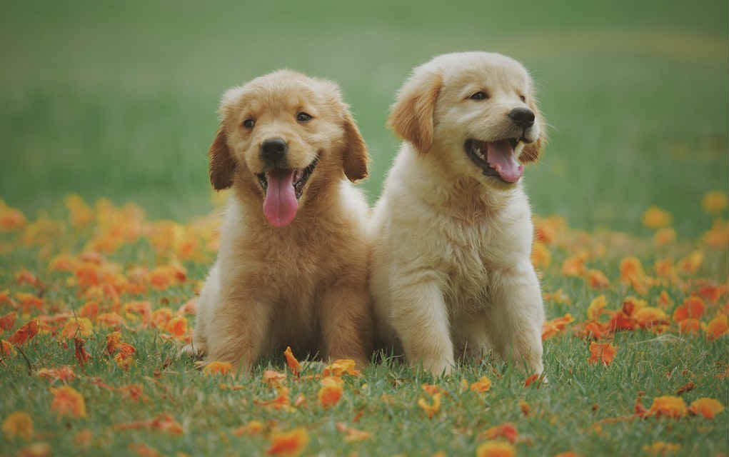 10 Things I Wish I’d Known Before We Got a Family Dog
