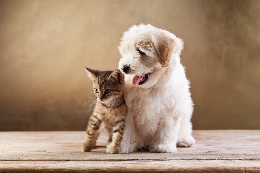 7 Top Tips For Pet Holiday Care