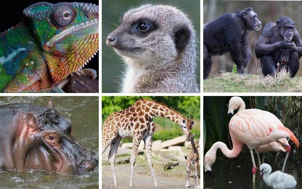Amazing Animal Learning Resources and Activities for Kids