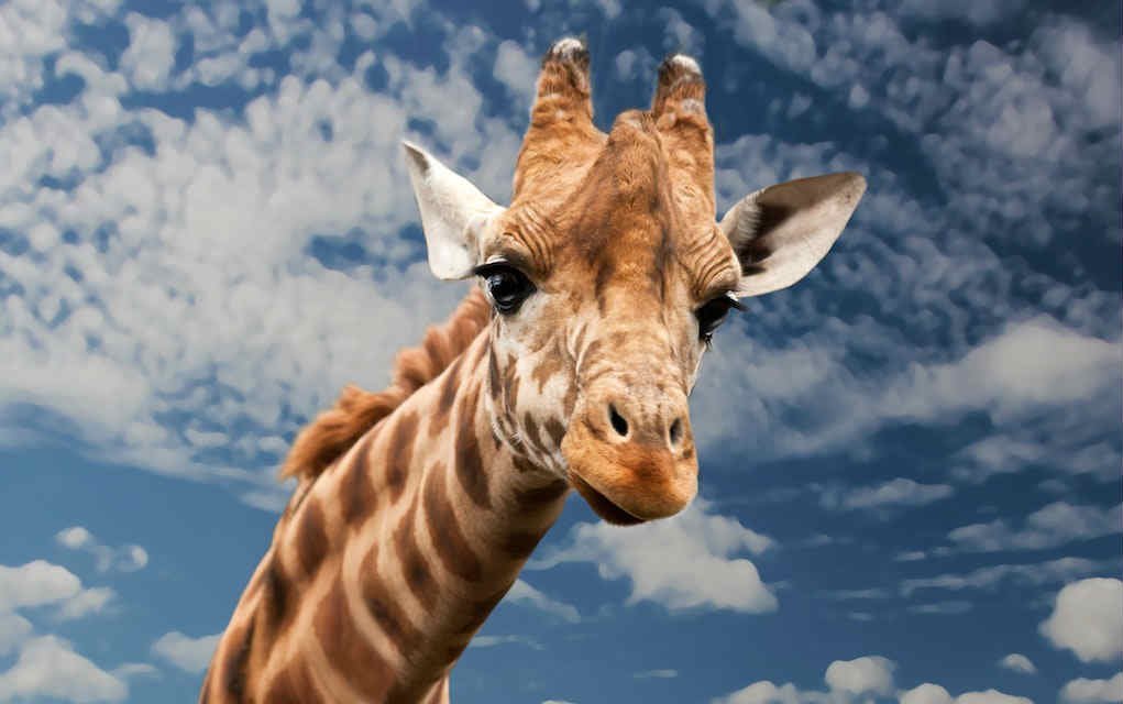 Animal Parks in the UK You Need to Visit for a Wild Day Out!