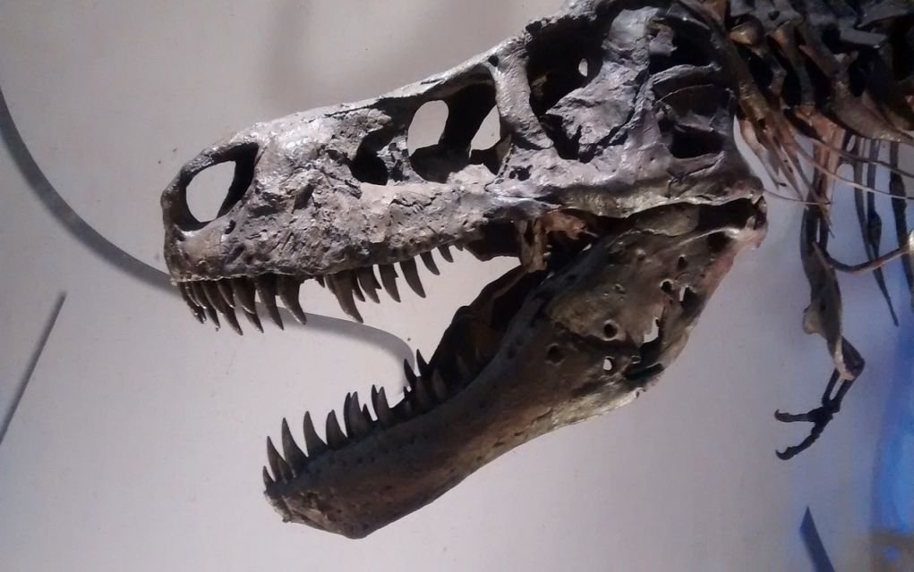 Awesome Dinosaur Museum Experiences in USA