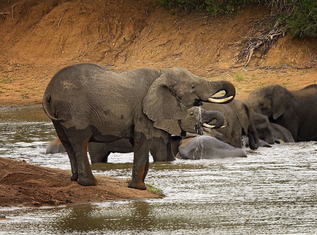 The Best Family-Friendly Safari Holidays in South Africa
