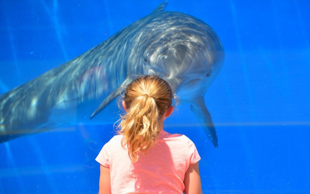 Best Places to See Animals in Ireland for a ‘Roarsome’ Day Out