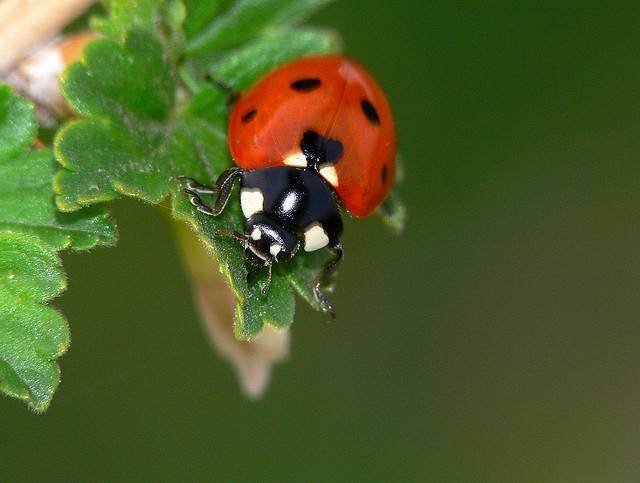 Free Download: Big Bug Scavenger Hunt for Kids