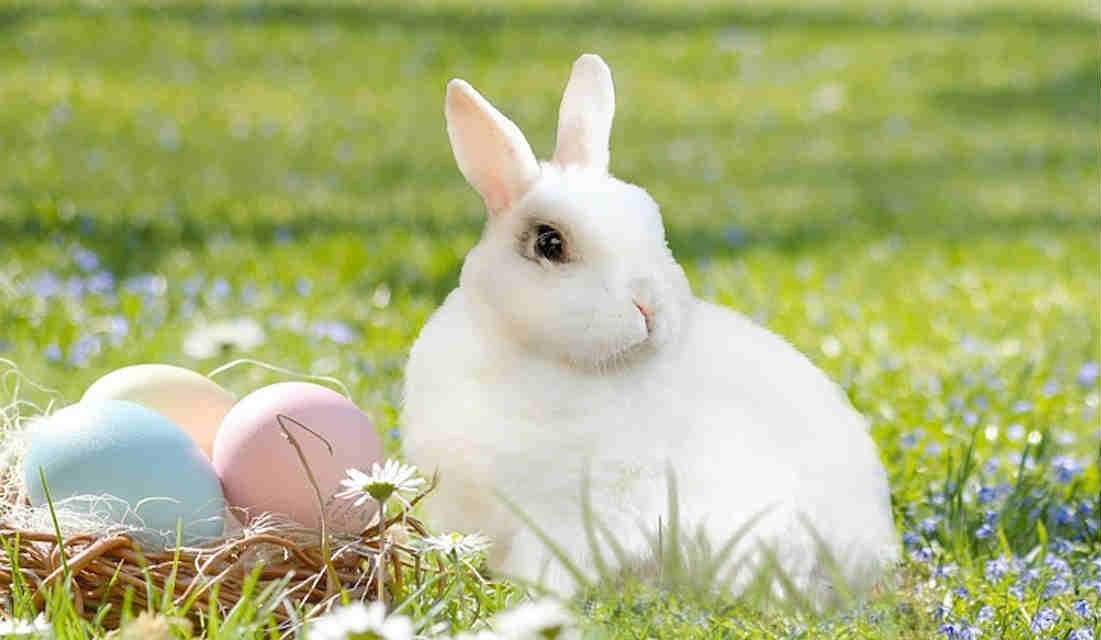 Easter Egg Hunt Ideas To Make You the Coolest Bunny on the Block