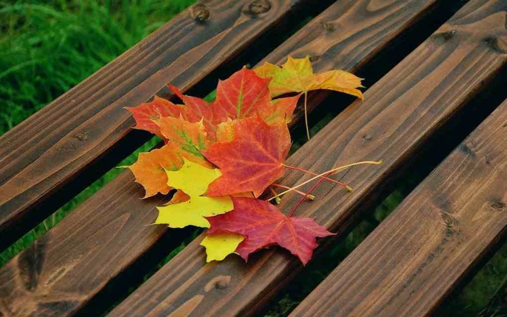 15 Easy and Eye-Catching Leaf Craft Ideas for Kids