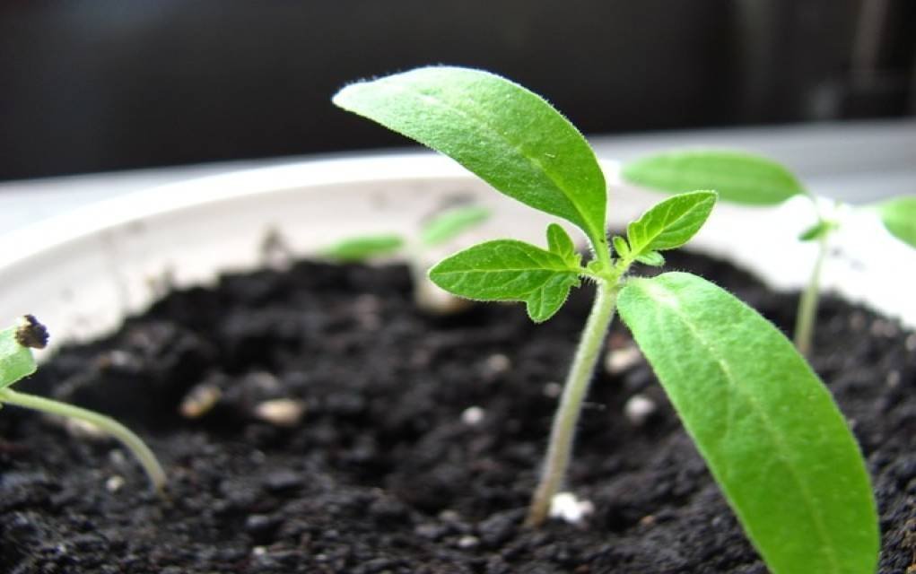 Easy Plants for Kids to Grow