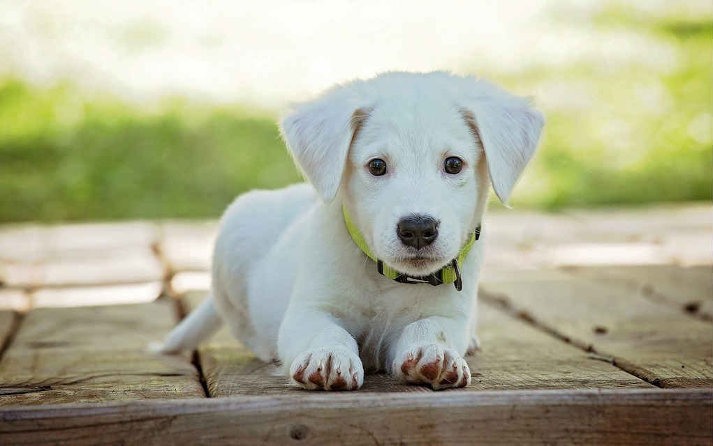7 Expert Tips for Puppy Training with Children