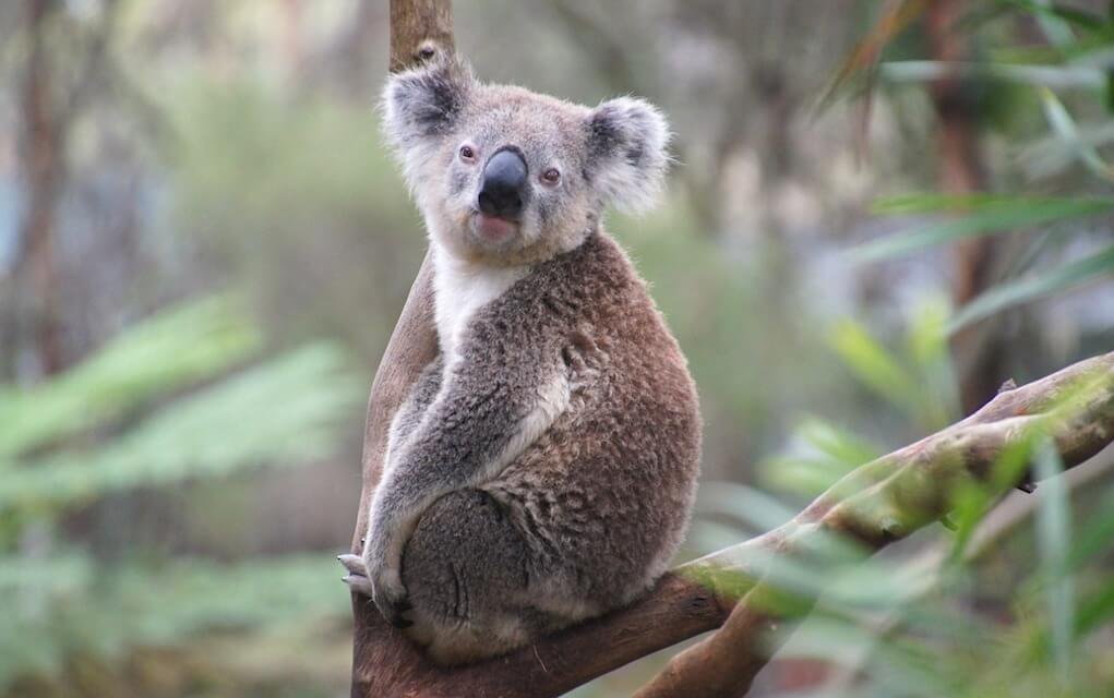 15 Fun and Memorable Things to Do in Brisbane With Kids