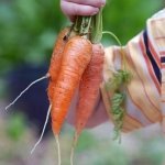 Gardening for Preschoolers: Growing Carrots