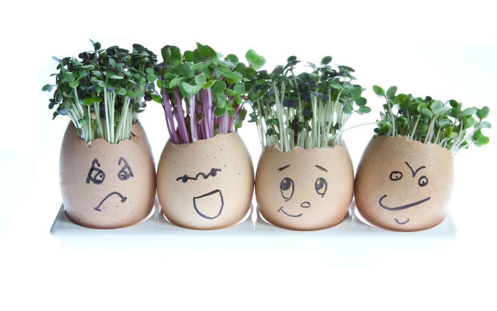 Try Your Hand at Growing These Crackin’ Cress Heads