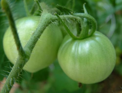 Green Tomato Chutney