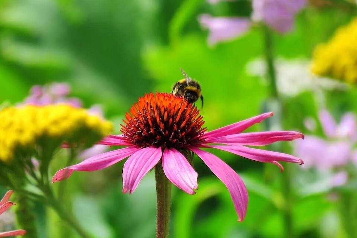 How to Create a Wonderful Wildlife Friendly Garden
