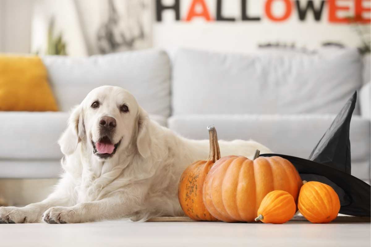 How to Look After Your Dogs at Halloween