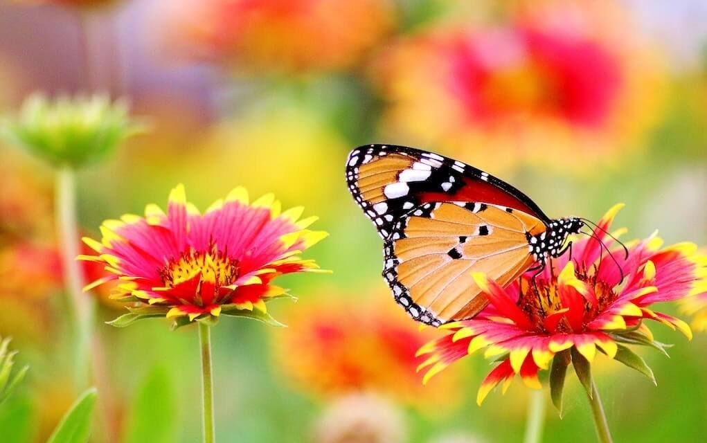 How to Make a Beautiful Butterfly Garden with Your Kids