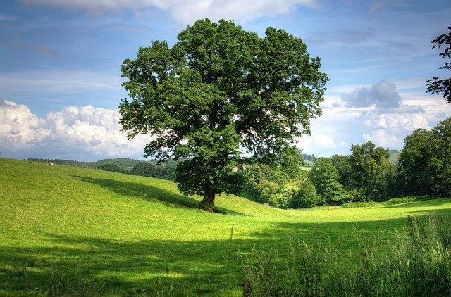 How to Tell the Age of a Tree (Without Using Tree Rings)