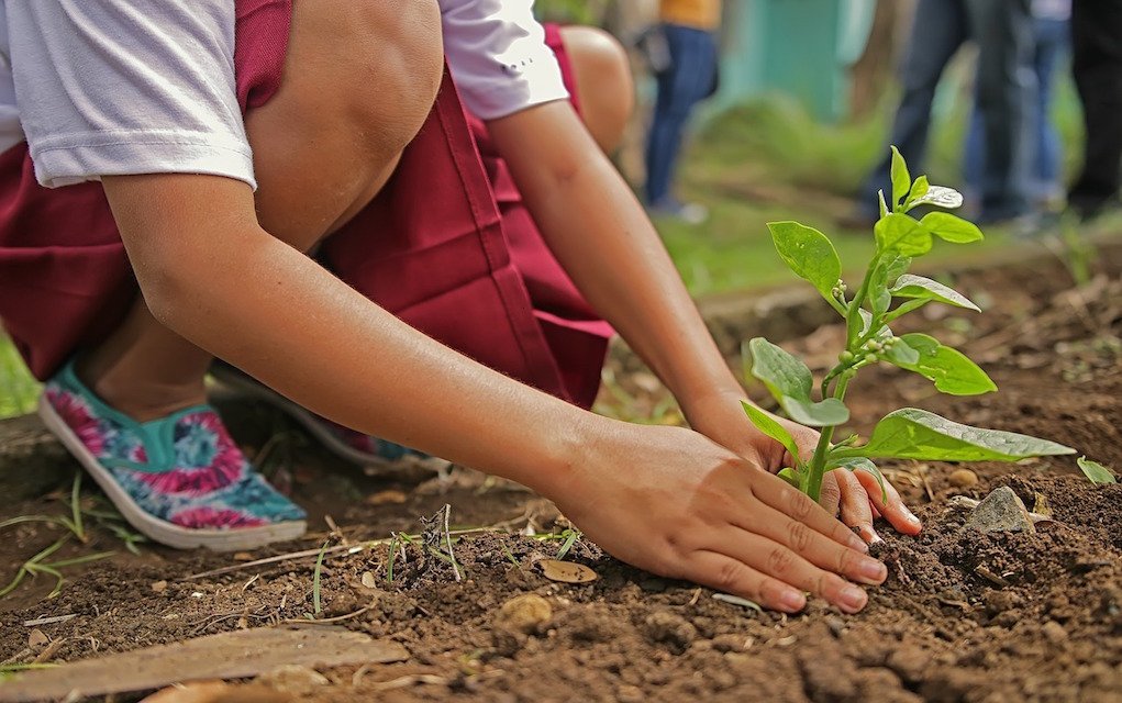 How to Make a Mini Kids Garden