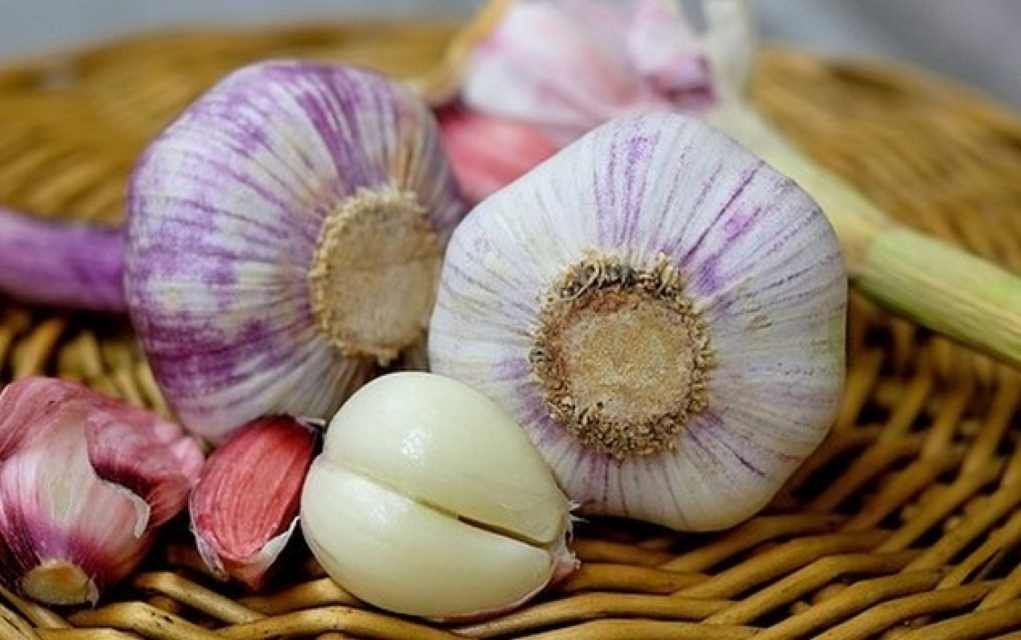 All You Need to Know About How to Grow Garlic