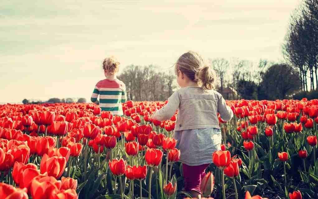 Planting Tulips for Flowering in Early Spring is a Fun Garden Project