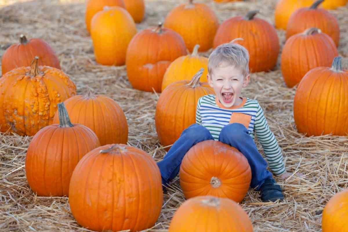 We Love These Popular Places for Pumpkin Picking in Ireland